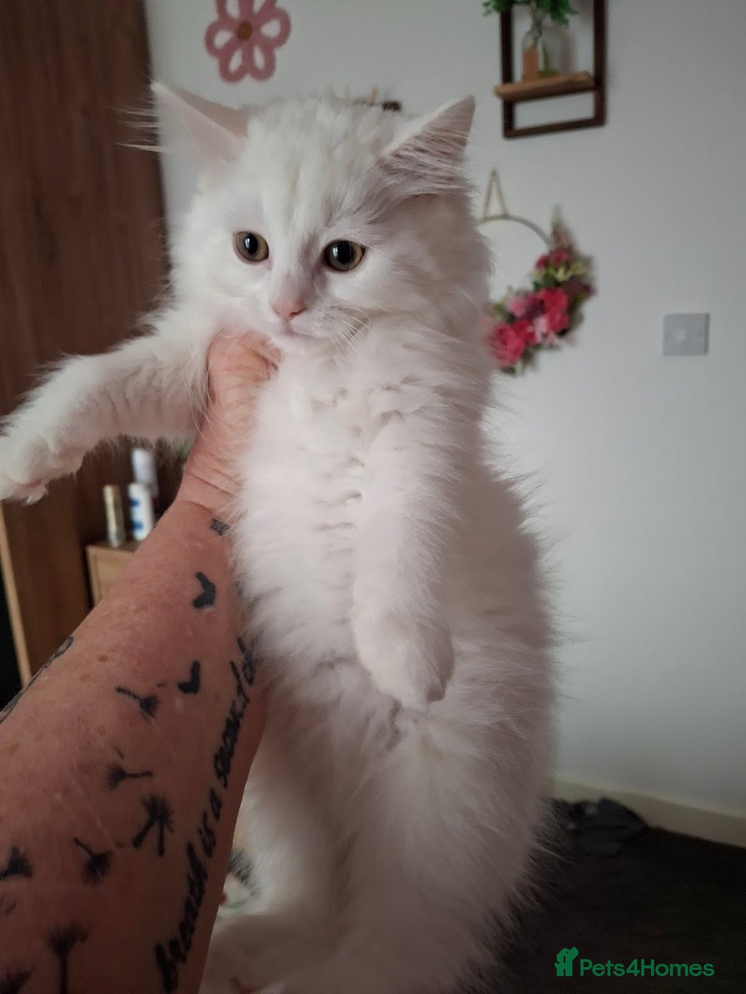 Persian cats for sale: Beautiful Nine week old Turkish Angora Female - Image 10