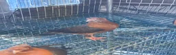 Pigeons birds for sale: Archangel pigeons for sale  - Advert 7