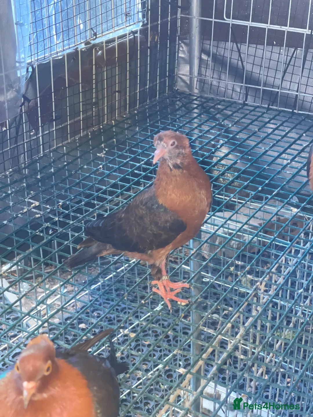 Pigeons birds for sale: Archangel pigeons for sale  - Advert 7