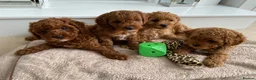 Toy Poodle dogs for stud: Stunning Red Toy Poodle, KC reg, Genetic tested - Advert 13