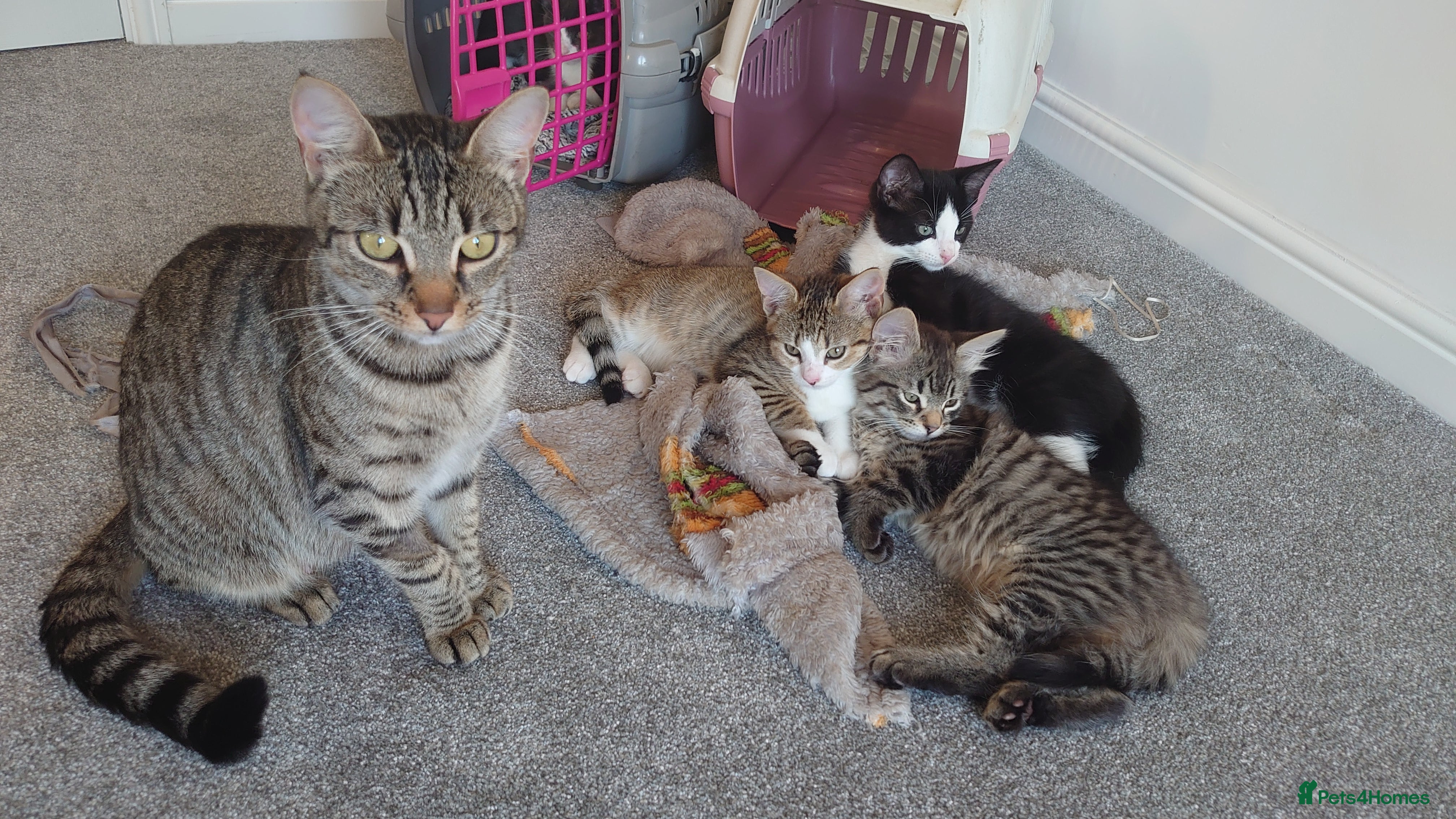 Mixed Breed cats Kittens ready now - Advert 21