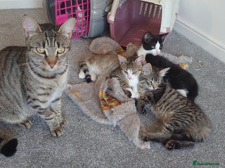 Mixed Breed cats Kittens ready now - Advert 3