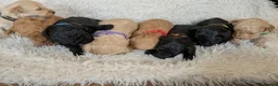 Jackapoo dogs for sale: Beautiful Jackapoo Puppies x 8 Puppies Available - Advert 10