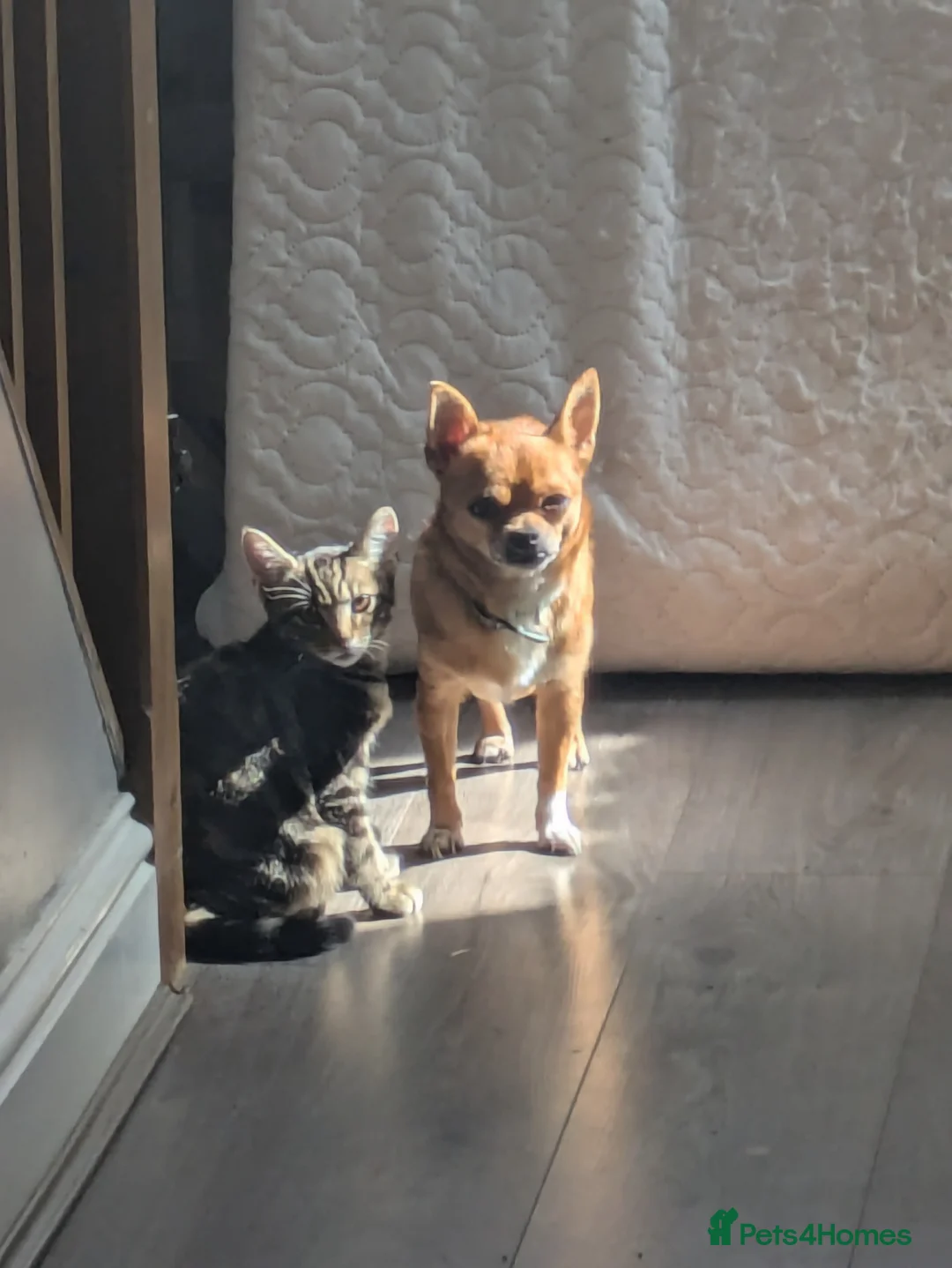 Chihuahua dogs for sale: 6year old Chihuahua  - Advert 3