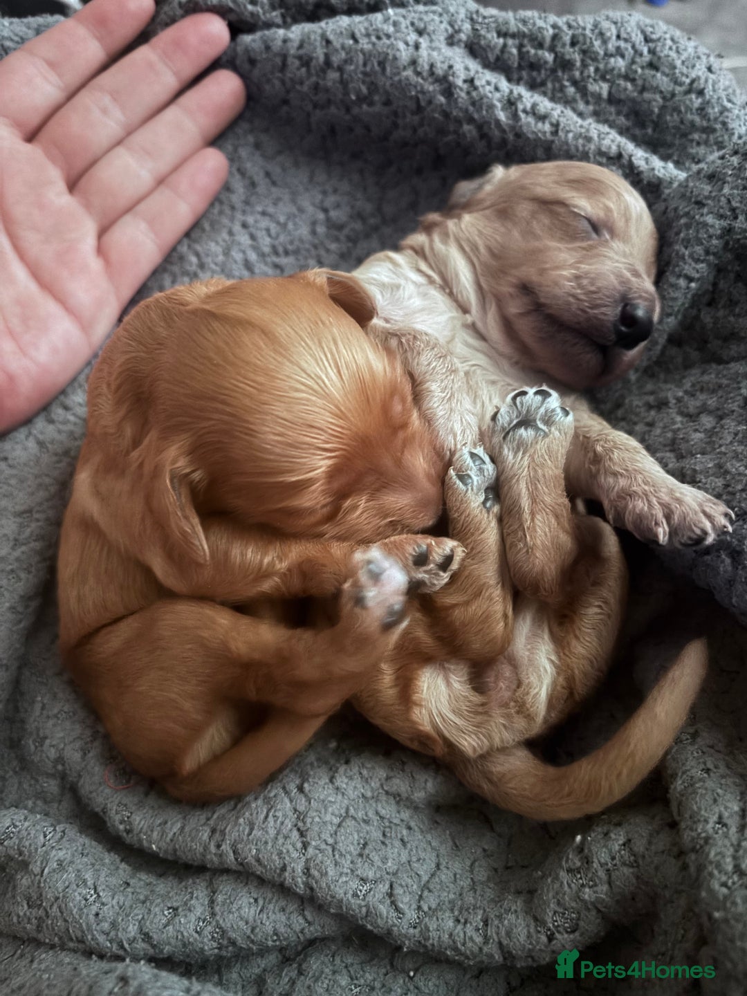 Cockapoo dogs for sale: Beautiful cockapoo baby's  - Image 16