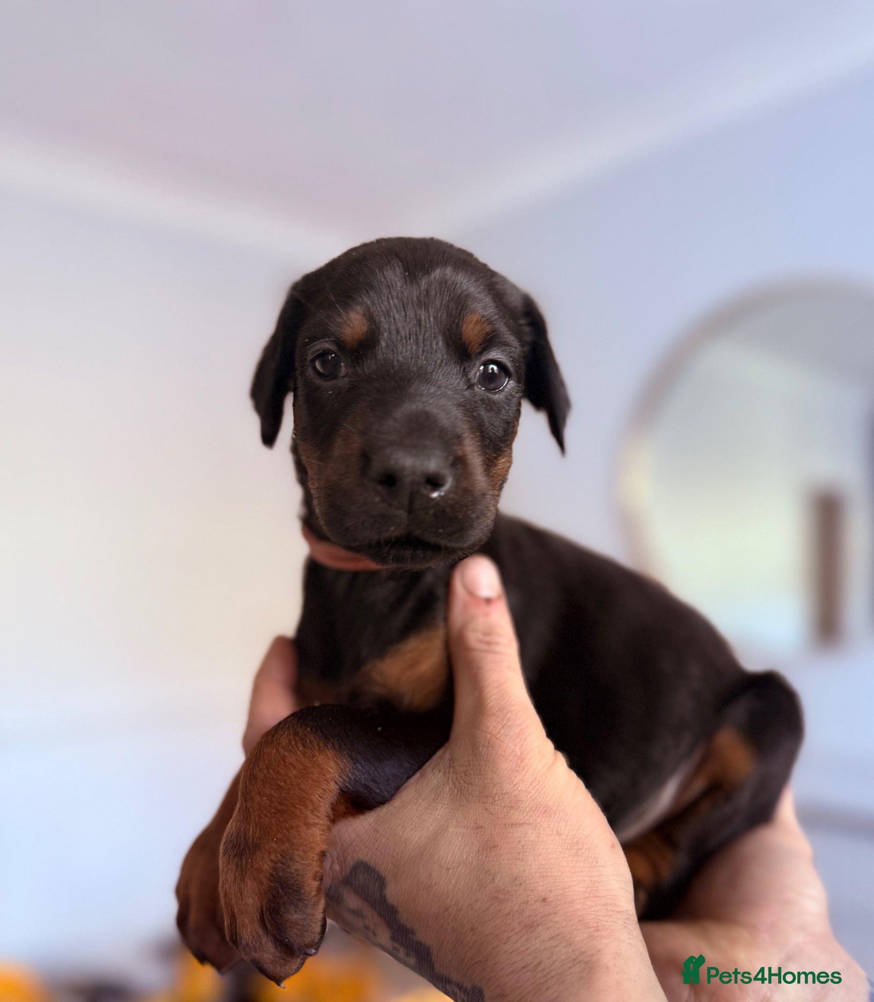 Dobermann dogs European Doberman Puppies - Advert 2