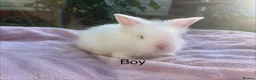 Lionhead rabbits for sale: Mini double maned lionheads  - Advert 3