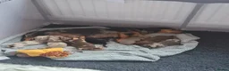 Miniature Dachshund dogs for sale: Beautiful mini dachshunds for sale - Advert 10