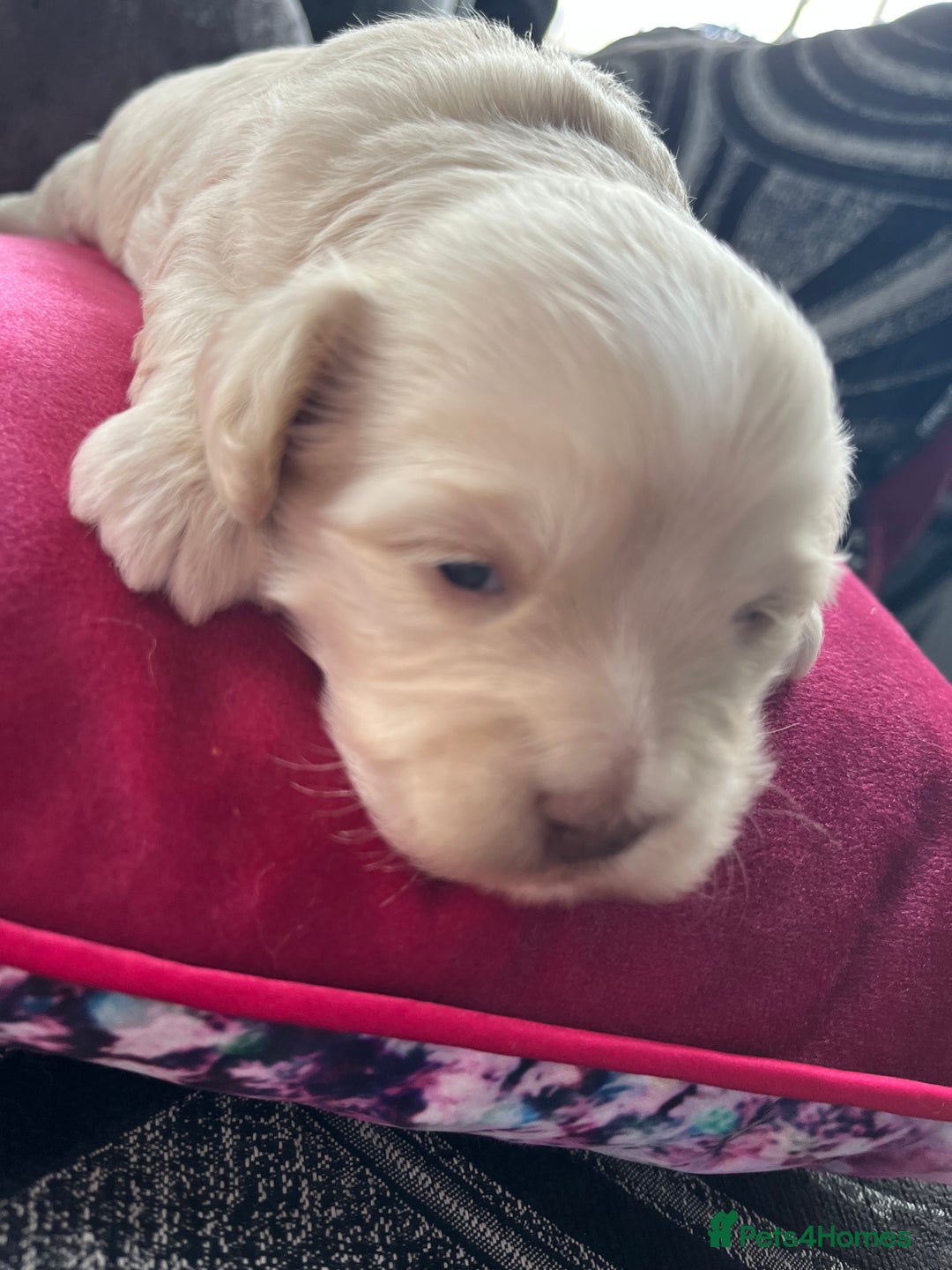 Mixed Breed dogs for sale: Amazing Shweenie girl - Advert 6