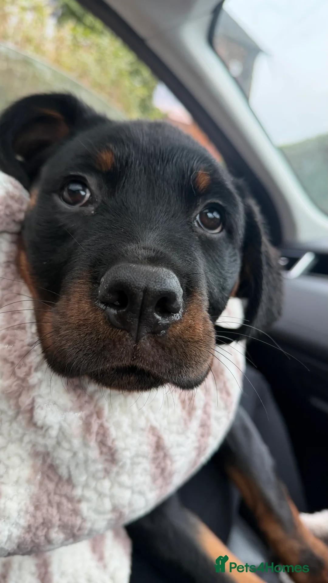 Rottweiler dogs for sale: Rottweiler female pup - Advert 1