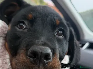 Rottweiler dogs Rottweiler female pup - Advert 14