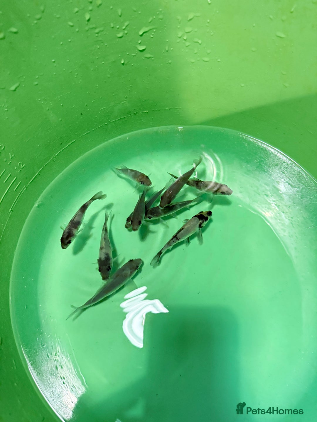 Koi Carp fish for sale: Koi carp for sale  - Advert 1