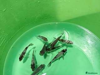 Koi Carp fish Koi carp for sale - Advert 1