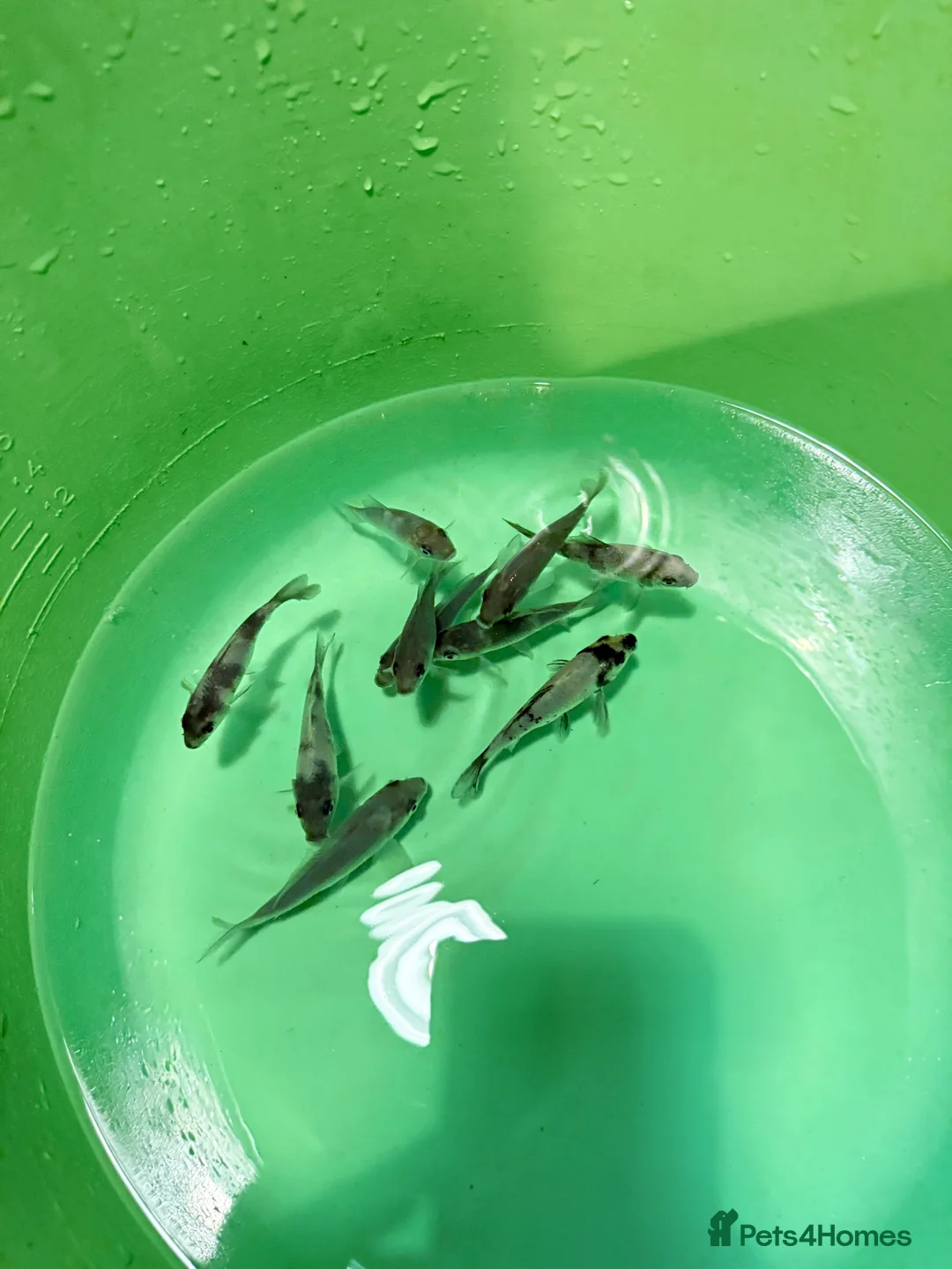 Koi Carp fish for sale: Koi carp for sale  - Advert 1