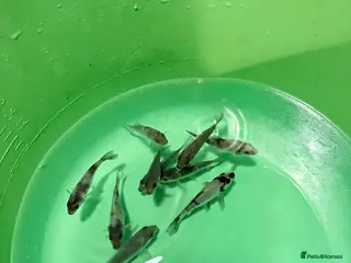 Koi Carp fish Koi carp for sale - Advert 10