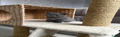 Scottish Fold 3