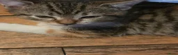 Mixed Breed cats for sale: Free to good home - Advert 7