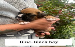 Boxer dogs for sale: Bunch of Boxer Babies - Image 12