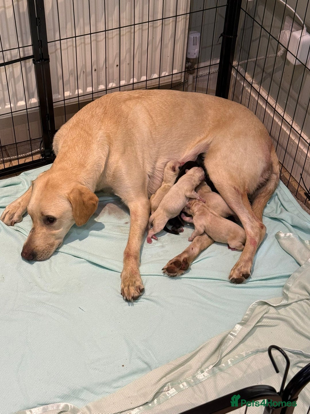 Mixed Breed dogs for sale: Huskador - Image 10