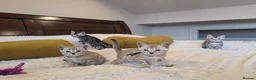 Bengal cats for sale: 🖤🩶🤍 Stunning Bengal Kittens 🤍🩶🖤 - Advert 23