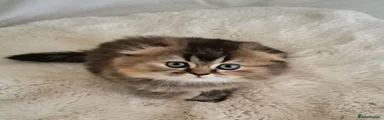 Scottish Fold 5
