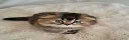 Scottish Fold cats for sale: Beautiful scottish kittens  - Advert 5