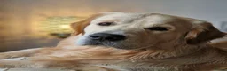 Golden Retriever dogs for stud: Golden Retriever Stud in Selby - Advert 7