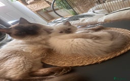 Ragdoll cats for sale: Beautiful Ragdoll kittens  - Image 11