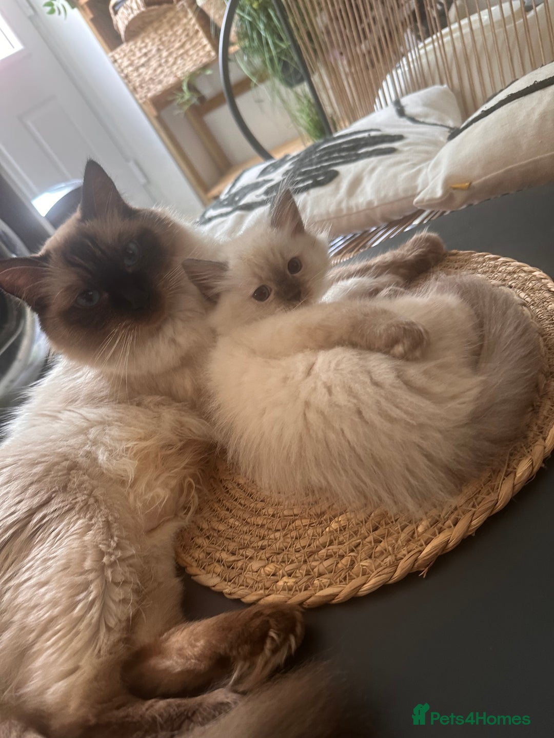 Ragdoll cats for sale: Beautiful Ragdoll kittens  - Image 11