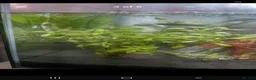 Rainbow Fish fish for sale: Superfish fishtank and fish - Advert 2