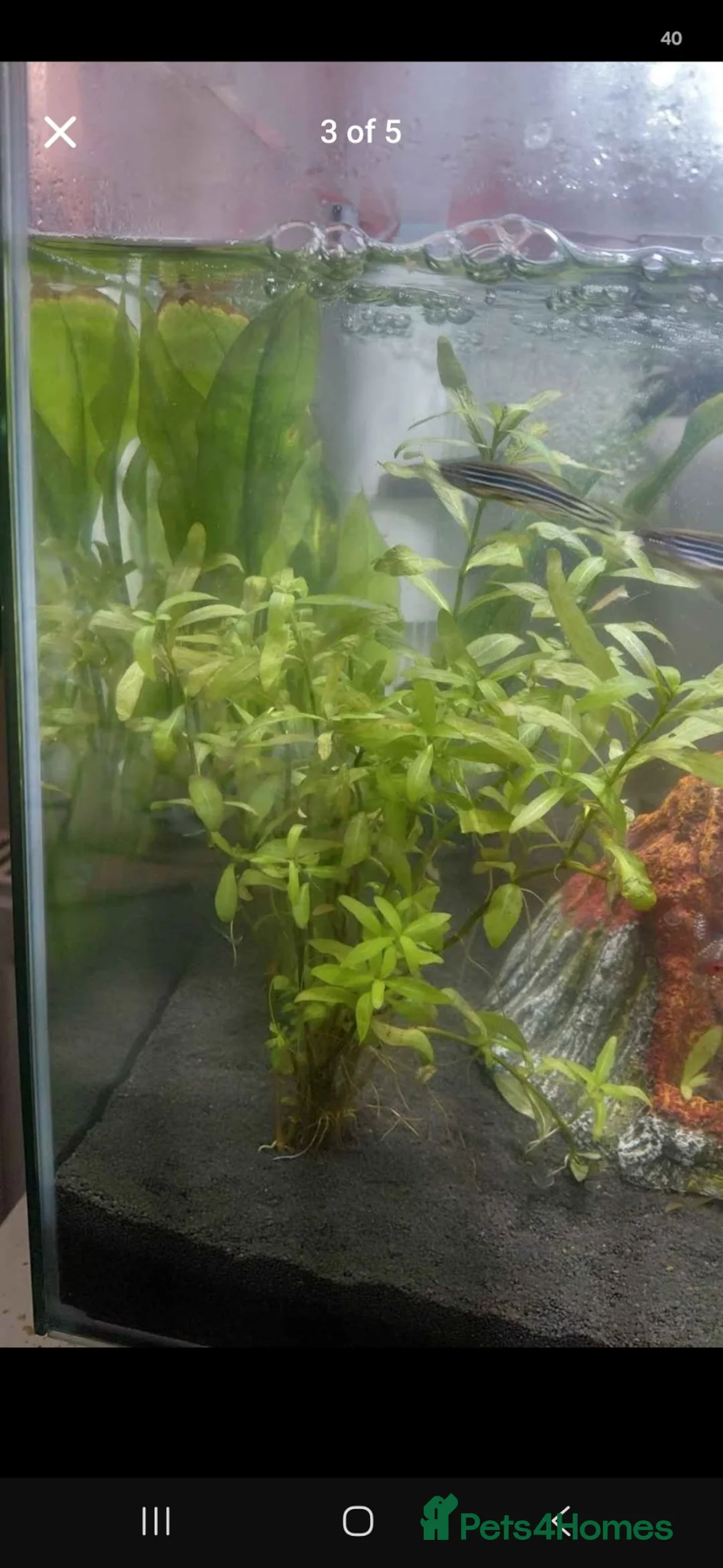 Rainbow Fish fish for sale: Superfish fishtank and fish - Advert 2