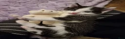 Domestic Shorthair cats for sale: Gorgeous tuxedo and mixed litter - Advert 12