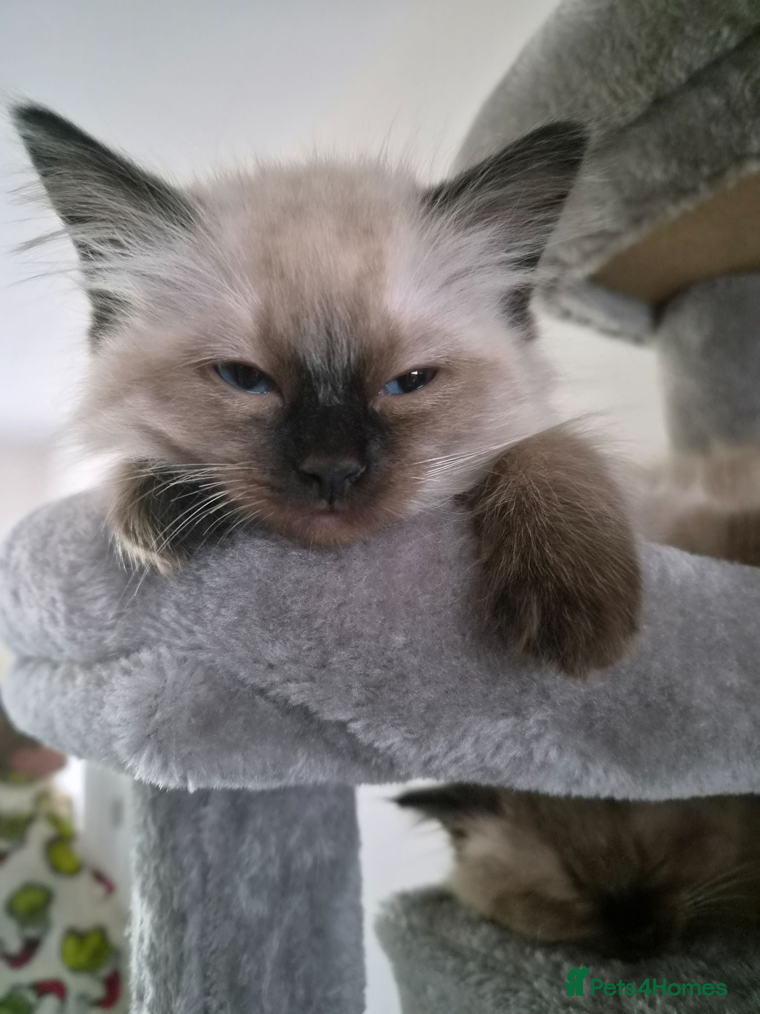 Ragdoll cats Last beautiful Ragdoll boy  - Advert 2