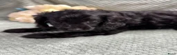 Cavapoo dogs for sale: Beautiful Cavapoo puppies - Advert 23