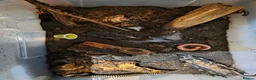 Snake reptiles for sale: Royal Pythons, Boa, Olive python Hoggies, Tortoise in Andover - Advert 27