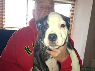 Mixed Breed dogs Big beautiful Bull Staffs - Advert 8