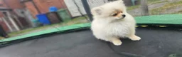 Pomeranian dogs for sale: Super fluffy small cream sable pomeranians - Advert 6