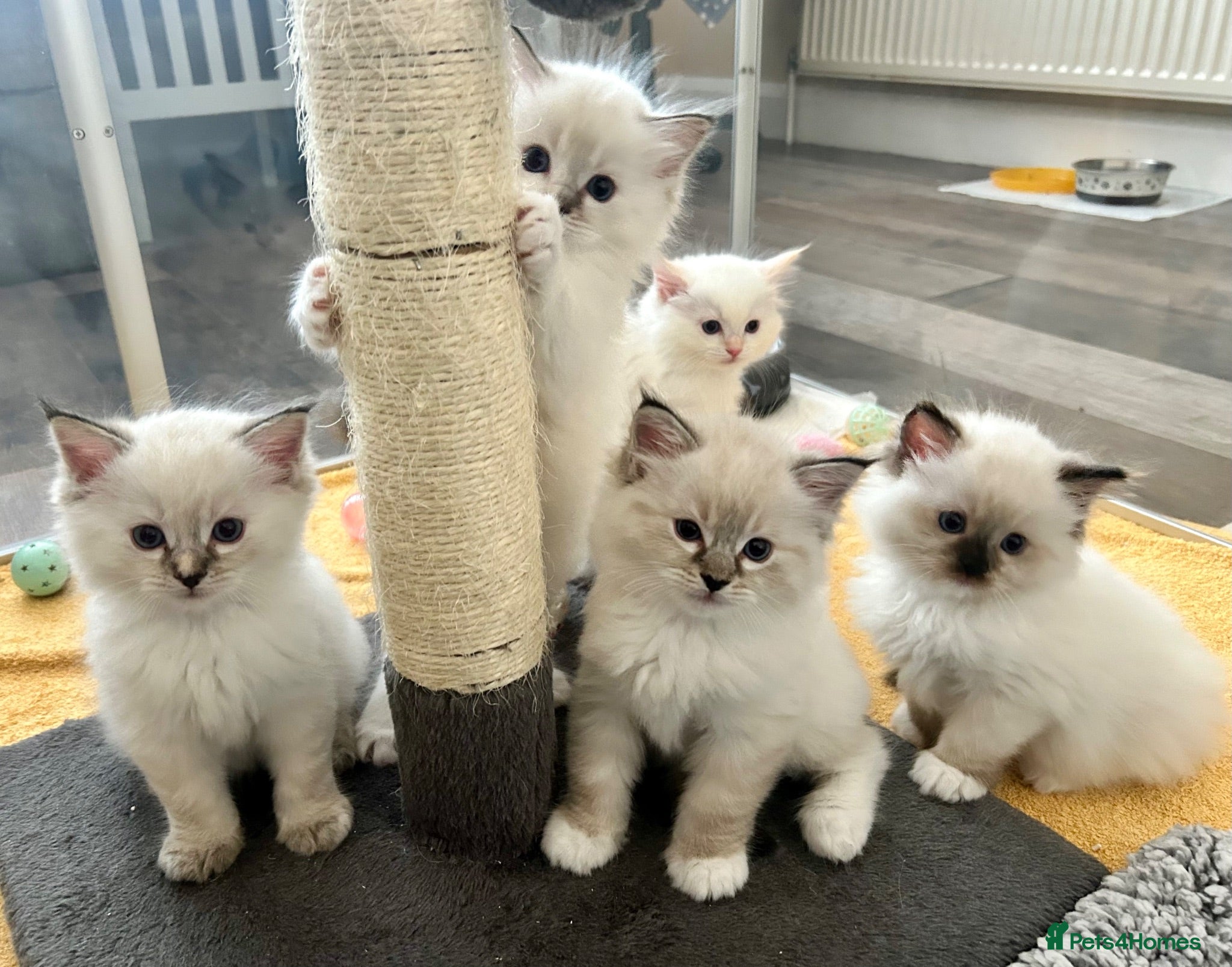 Ragdoll cats Stunning GCCF reg kittens, reputable breeder - Advert 14