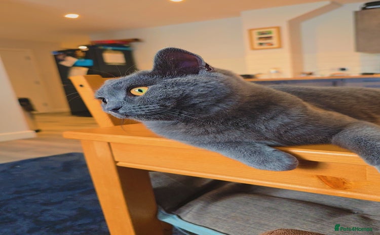 British Shorthair cats - Advert 11