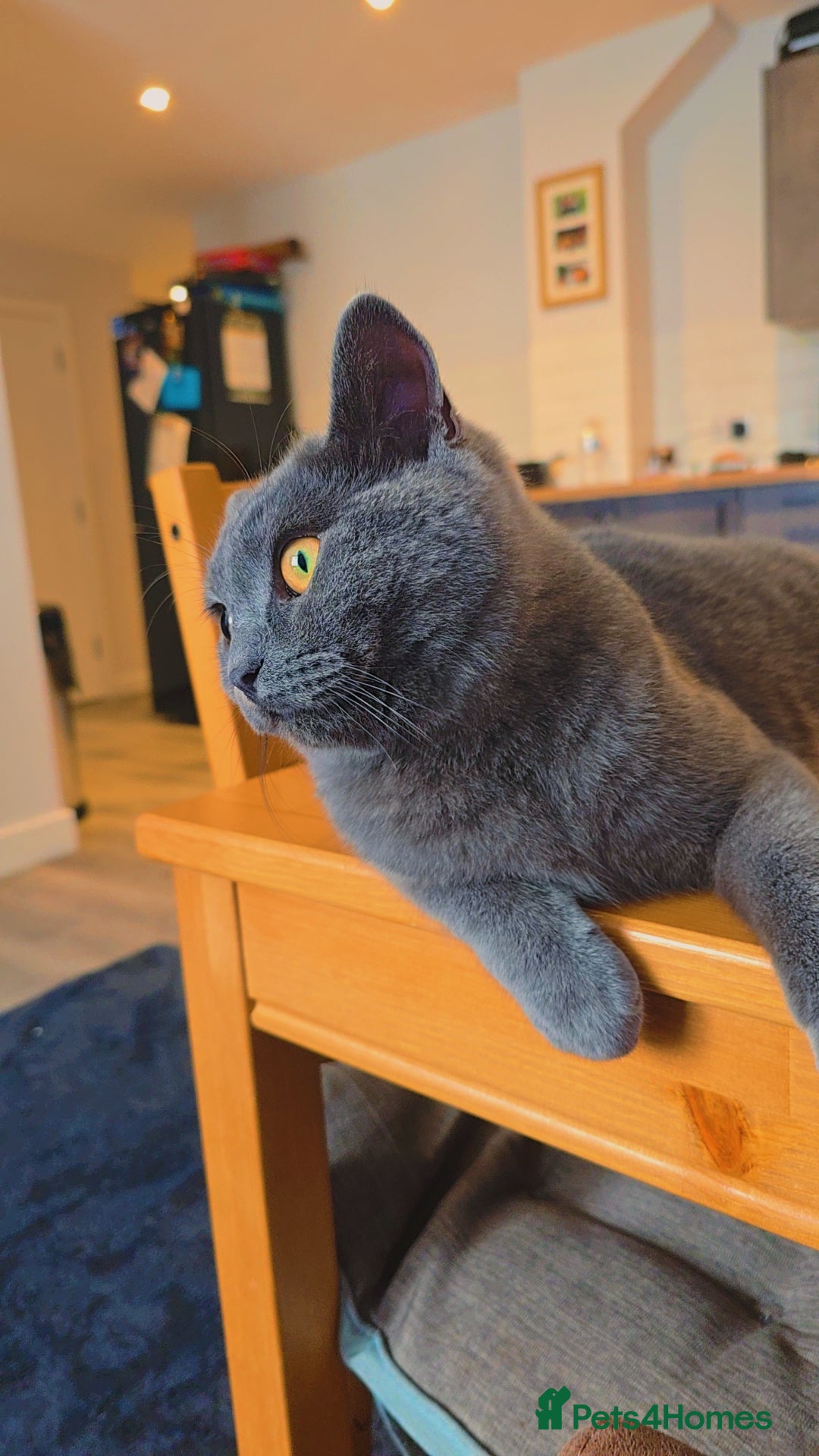 British Shorthair cats for sale: Grey British Shorthair - Image 1