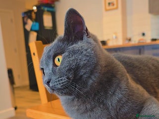 British Shorthair cats - Advert 8