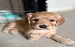 Cocker Spaniel dogs for sale: Well bred Working Cocker Spaniel Boy  - Image 4