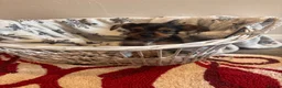 Yorkshire Terrier dogs for sale: Gorgeous Yorkshire terriers for sale*one boy left* - Advert 7