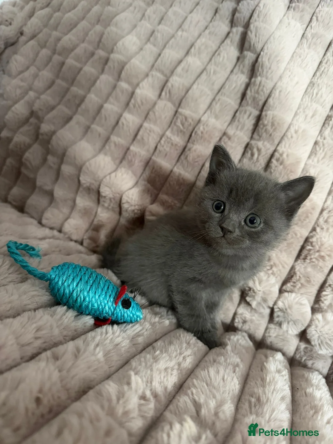 Scottish Fold cats for sale: 3 boys 2 girls  in Spalding - Advert 2