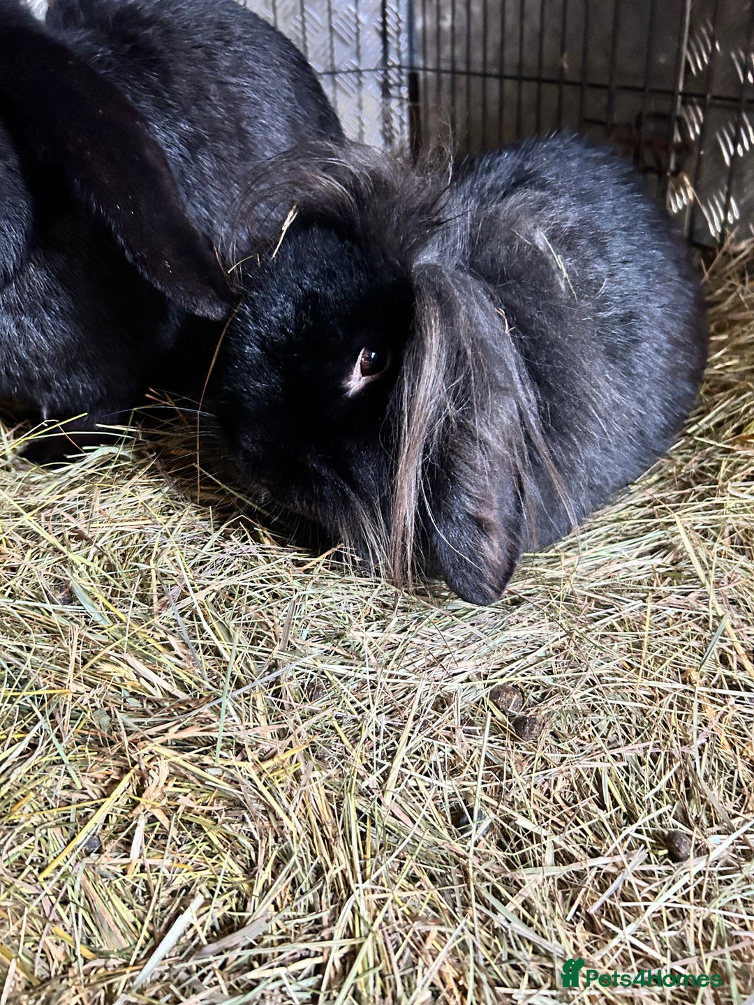 Mixed Breed rabbits for sale: Lionhead/ French giant mixed breed - Advert 8