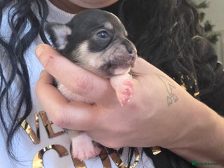 Chihuahua dogs 1 chihuahua girl availible - Advert 4