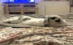 French Lop rabbits for sale: Rabbit and - Image 4