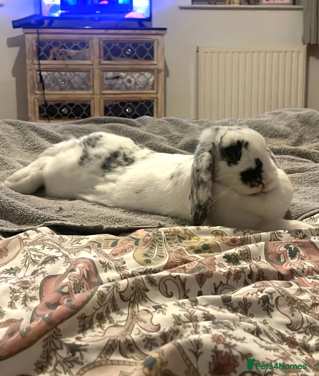French Lop rabbits for sale: Rabbit and - Image 4