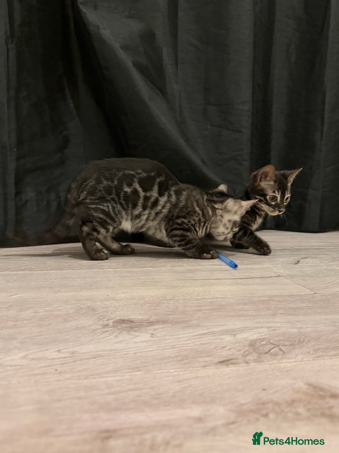 Bengal cats for sale: TICA registered pedigree Bengal Kittens - Advert 21