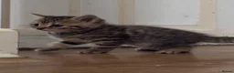 British Shorthair cats for sale: Half British shorthair kittens - Advert 1